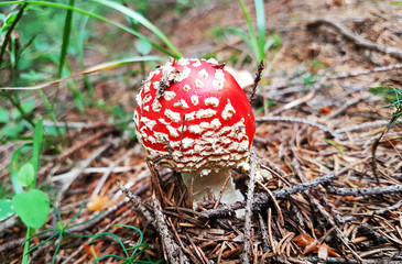 Mushroom fly agaric amanita closeup in forest