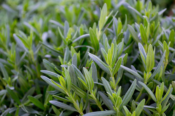 Green leaves background