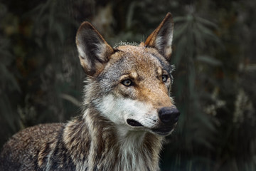 Portrait Wolf outdoor