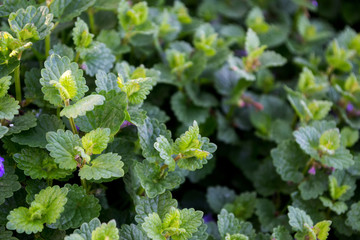 Green leaves background