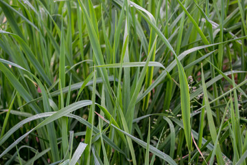 Green leaves background