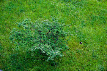 single isolated tree in green meadow field in summer