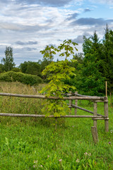 Fototapeta na wymiar single isolated tree in green meadow field in summer