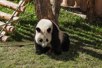 panda