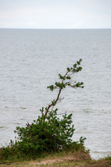 single isolated tree in green meadow field in summer