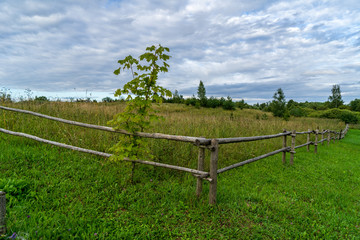 Fototapeta premium single isolated tree in green meadow field in summer