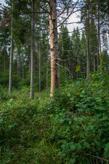single isolated tree in green meadow field in summer