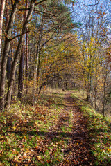 autumn in sunny day in park with distinct tree trunks and tourist trails