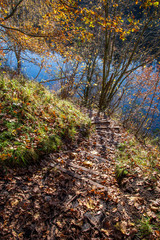 autumn in sunny day in park with distinct tree trunks and tourist trails