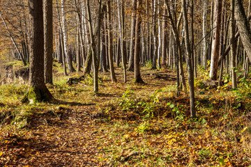 autumn in sunny day in park with distinct tree trunks and tourist trails