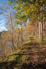 Obraz premium autumn in sunny day in park with distinct tree trunks and tourist trails