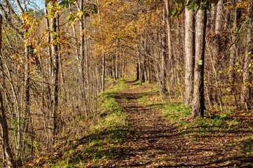 Fototapeta premium autumn in sunny day in park with distinct tree trunks and tourist trails
