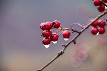 Fototapeta na wymiar winter berry