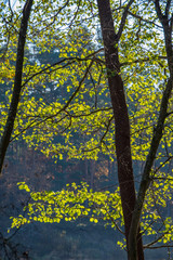 autumn in sunny day in park with distinct tree trunks and tourist trails