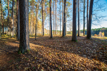 Obraz premium autumn in sunny day in park with distinct tree trunks and tourist trails