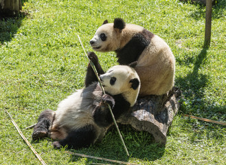 panda