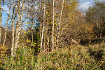 autumn in sunny day in park with distinct tree trunks and tourist trails
