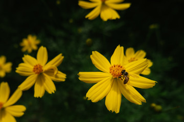 Bee and yellow cosmos flower