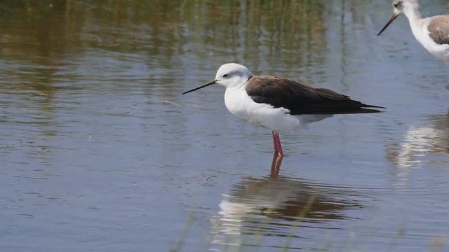 180p slow motion shot of a male black winged stilt standing in water at serengeti national park in tanzania