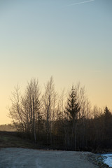 Obraz na płótnie Canvas single isolated tree in green meadow field in summer
