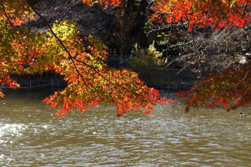 紅葉