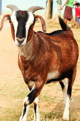 Indian goat capra in the village