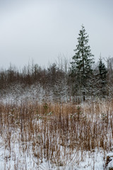 winter day in forest, trees covered in fresh white snow