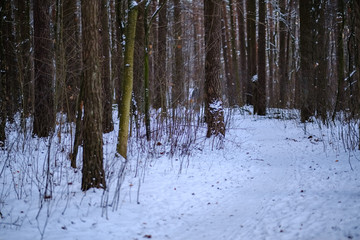 winter day in forest, trees covered in fresh white snow