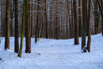 winter day in forest, trees covered in fresh white snow