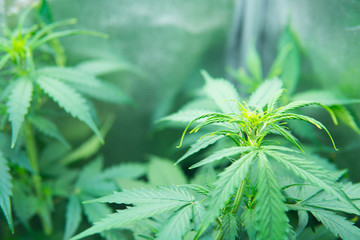 In door grow hemp. Medicinal indica with CBD. Young cannabis plant. Cannabis at the beginning of...