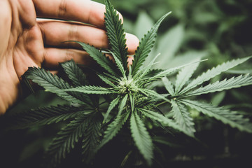 Legal Marijuana cultivation in the home. Young cannabis plant. Medicinal indica with CBD. In door...