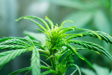 Northern light strain. In door grow hemp. Legal Marijuana cultivation in the home. Green background...