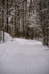 winter day in forest, trees covered in fresh white snow