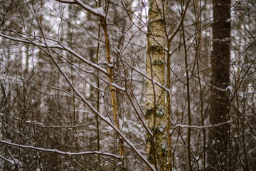 winter day in forest, trees covered in fresh white snow