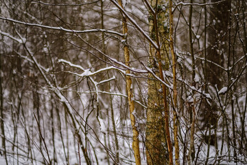 winter day in forest, trees covered in fresh white snow