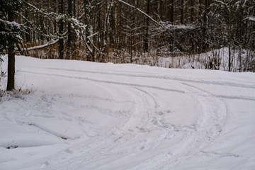 winter day in forest, trees covered in fresh white snow