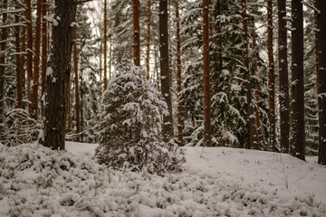 winter day in forest, trees covered in fresh white snow