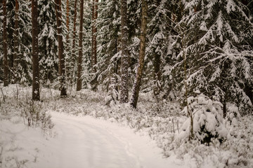 winter day in forest, trees covered in fresh white snow