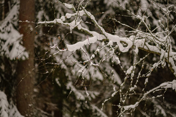 winter day in forest, trees covered in fresh white snow