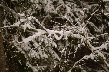 winter day in forest, trees covered in fresh white snow