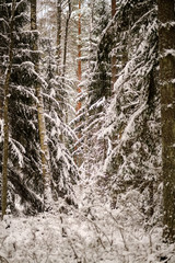 winter day in forest, trees covered in fresh white snow