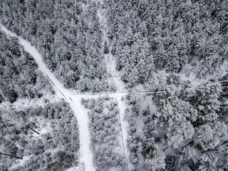 drone image. aerial view of forest area in winter with snowy trees