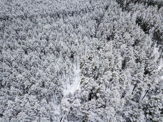 Fototapeta premium drone image. aerial view of forest area in winter with snowy trees