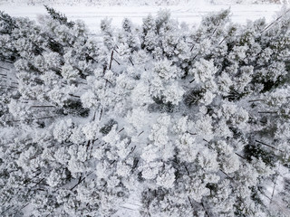drone image. aerial view of forest area in winter with snowy trees