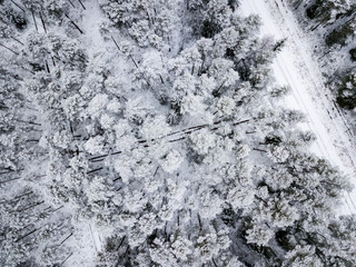 drone image. aerial view of forest area in winter with snowy trees