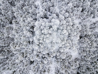 drone image. aerial view of forest area in winter with snowy trees