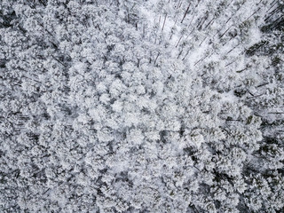 drone image. aerial view of forest area in winter with snowy trees