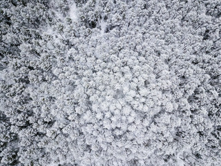 drone image. aerial view of forest area in winter with snowy trees