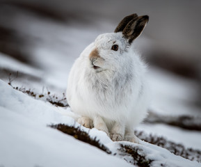 Mountain hare