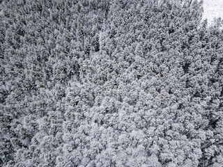 drone image. aerial view of forest area in winter with snowy trees